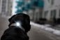 Preview: Orbiloc Dog Dual™ Dark